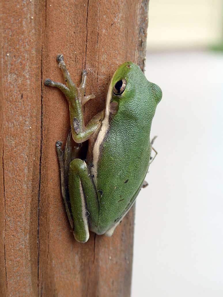 American Green Tree Frog