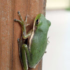 American Green Tree Frog