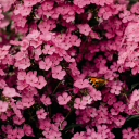 Radiant Blossom: A Garden of Deep Pink Cherry Blossoms in Full Bloom