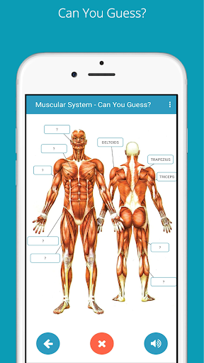 Learn Human Anatomy Human Body