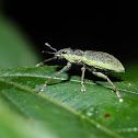 Broad-nosed weevil