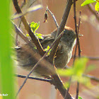 Swamp Sparrow