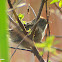 Swamp Sparrow