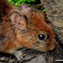 Himalayan pika