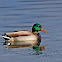 Mallard