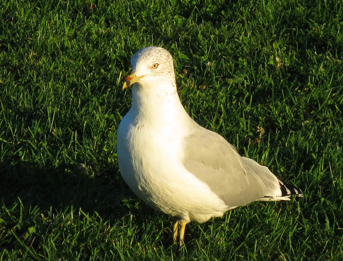 Glaucous-winged Gull