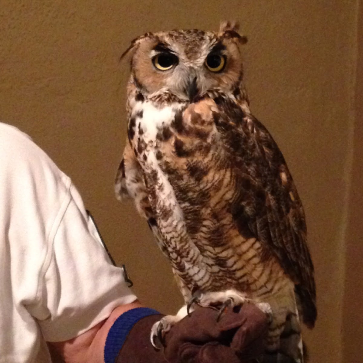 Great Horned Owl