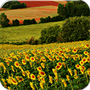 Sunflower Field Chrome extension download