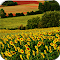 Item logo image for Sunflower Field