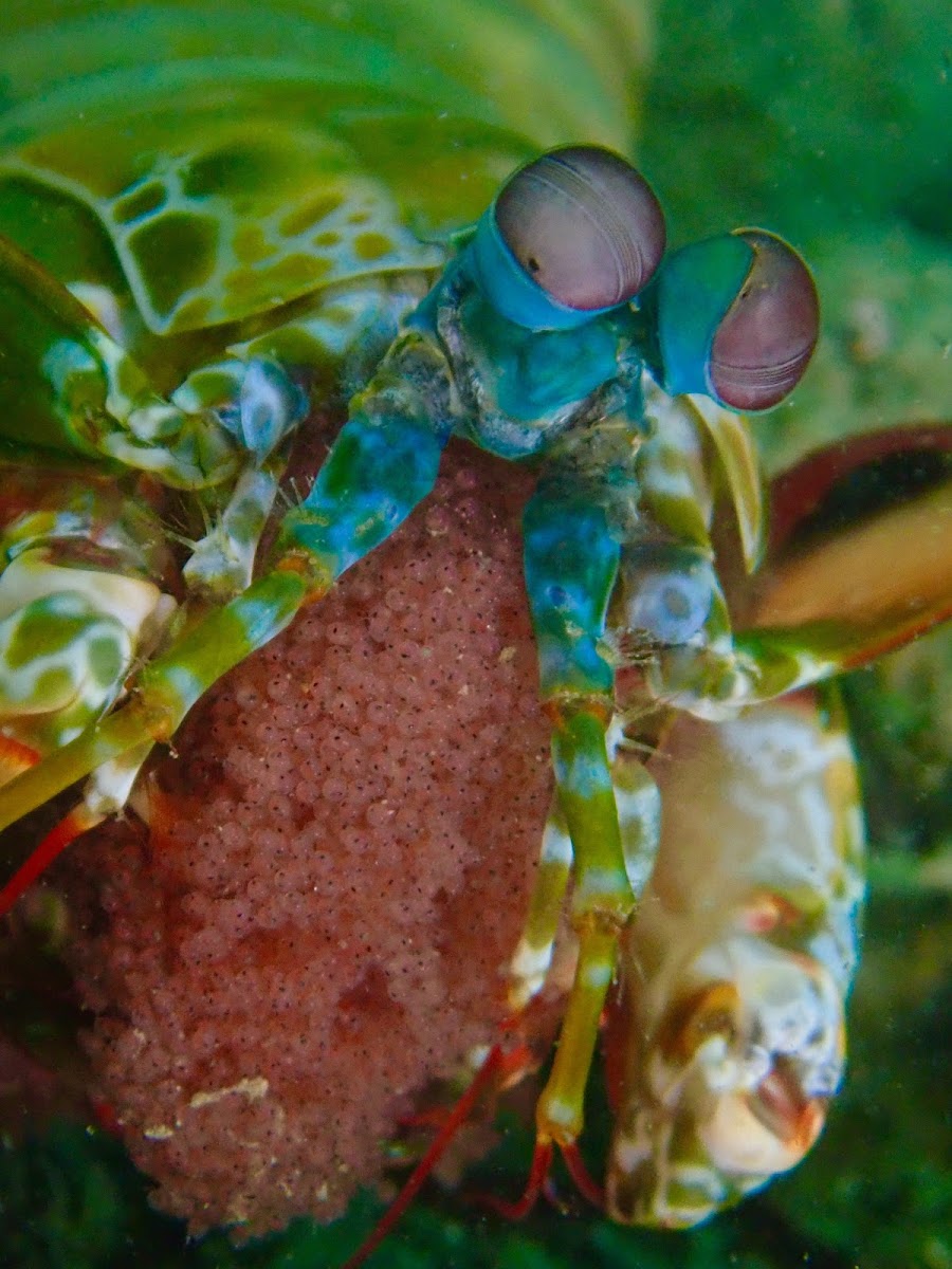 Peacock Mantis Shrimp