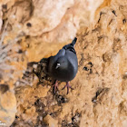 Feral Pigeon