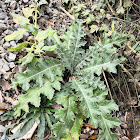 The Canada thistle