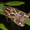 Clown moth