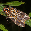 Clown moth