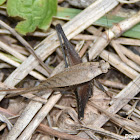 Eneoptera surinamensis