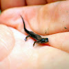 Northern Dusky Salamander