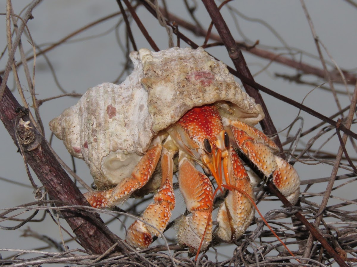 Hermit Crab