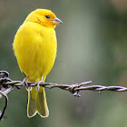 Canario coronado - Saffron finch