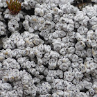 Crabseye Lichen