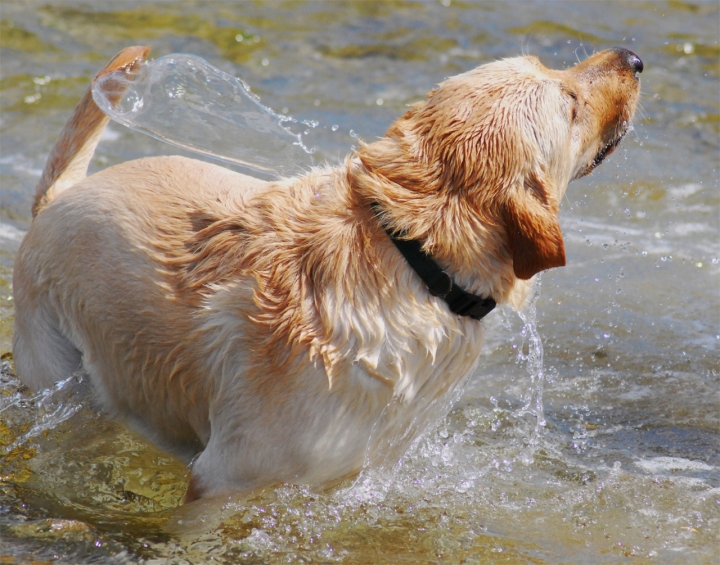 La gioia del cane di lana