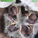 Hibiscus seed pod