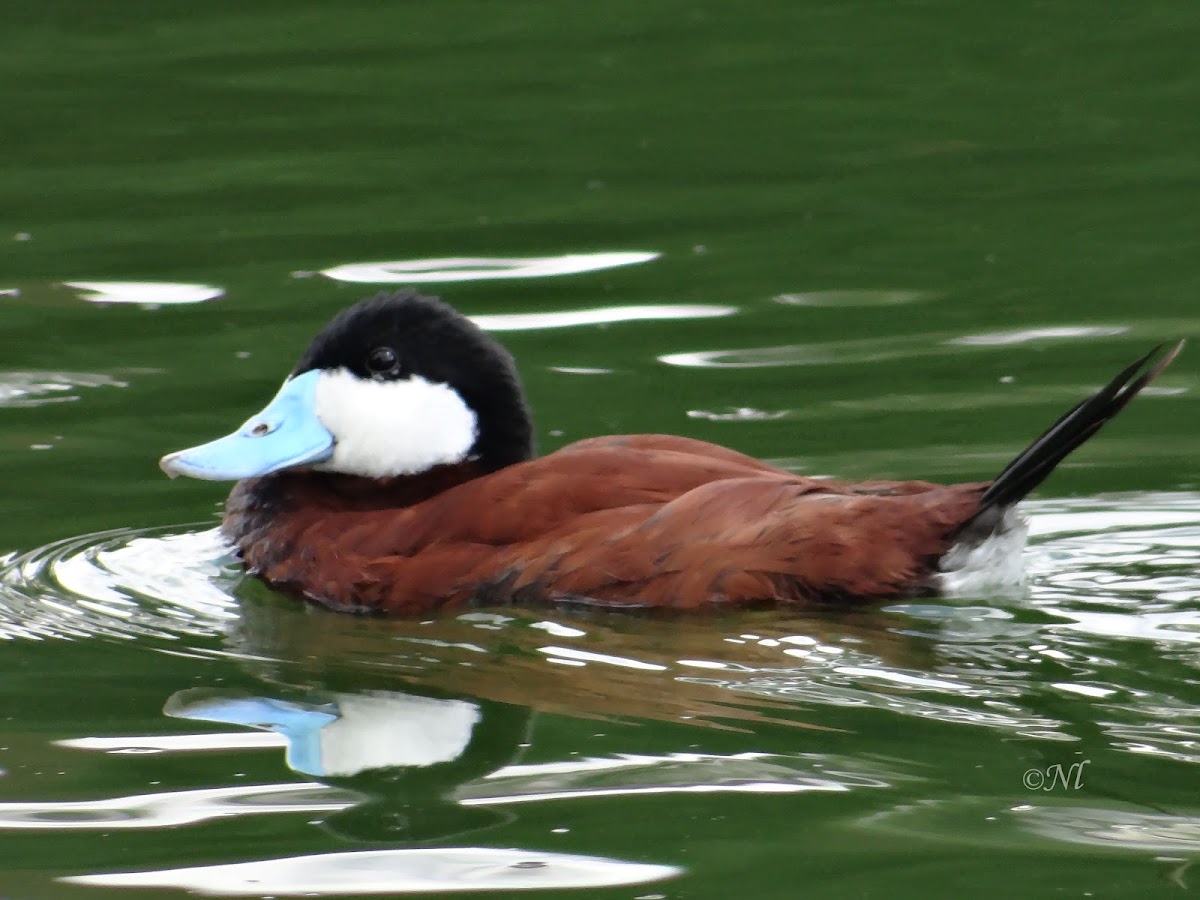 Ruddy duck / Pato zambullidor grande