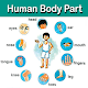 Human Body Parts Download on Windows