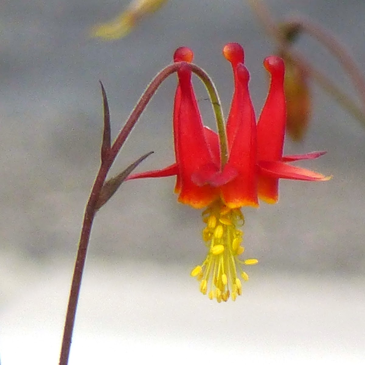 Red Columbine