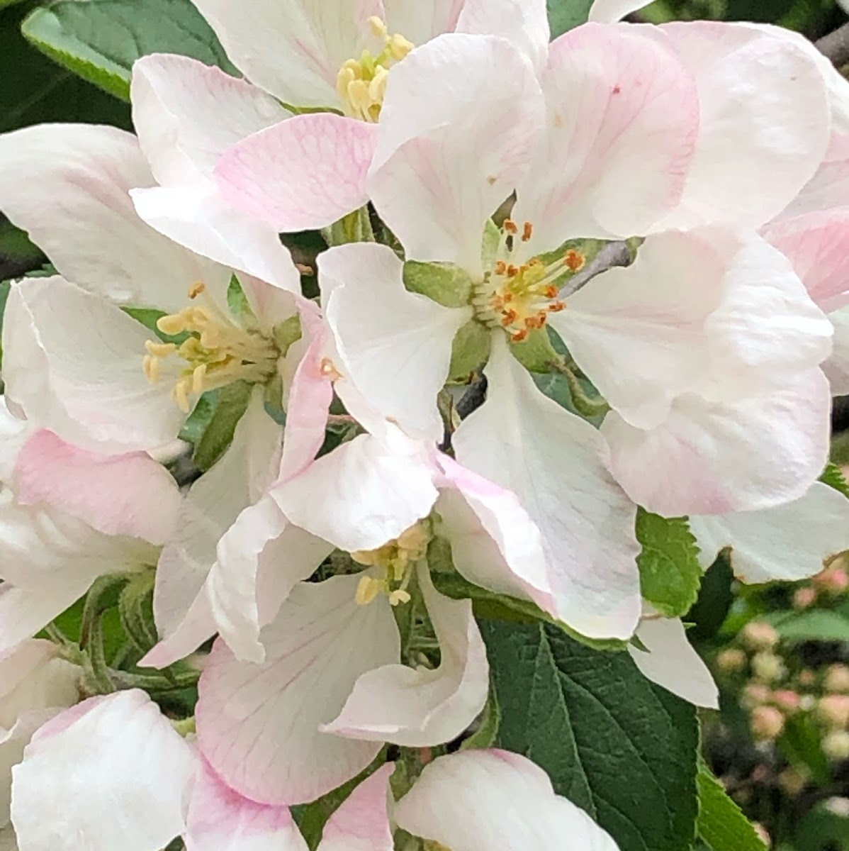 European Crabapple