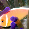 Pink Anemonefish