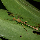 Stick Insect, Phasmid - Female