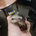 Virginia Opossum