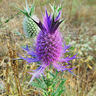 Leavenworth's Eryngo