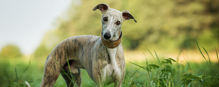 My Cute Whippet - Puppy & Dog Wallpapers marquee promo image