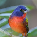 Painted Bunting Male