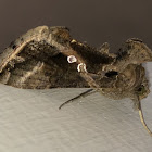 Common Looper Moth