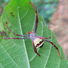 Indian Signature Spider