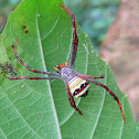 Indian Signature Spider