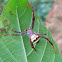 Indian Signature Spider