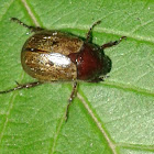 May beetle