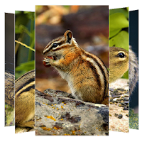 Chipmunk Wallpapers