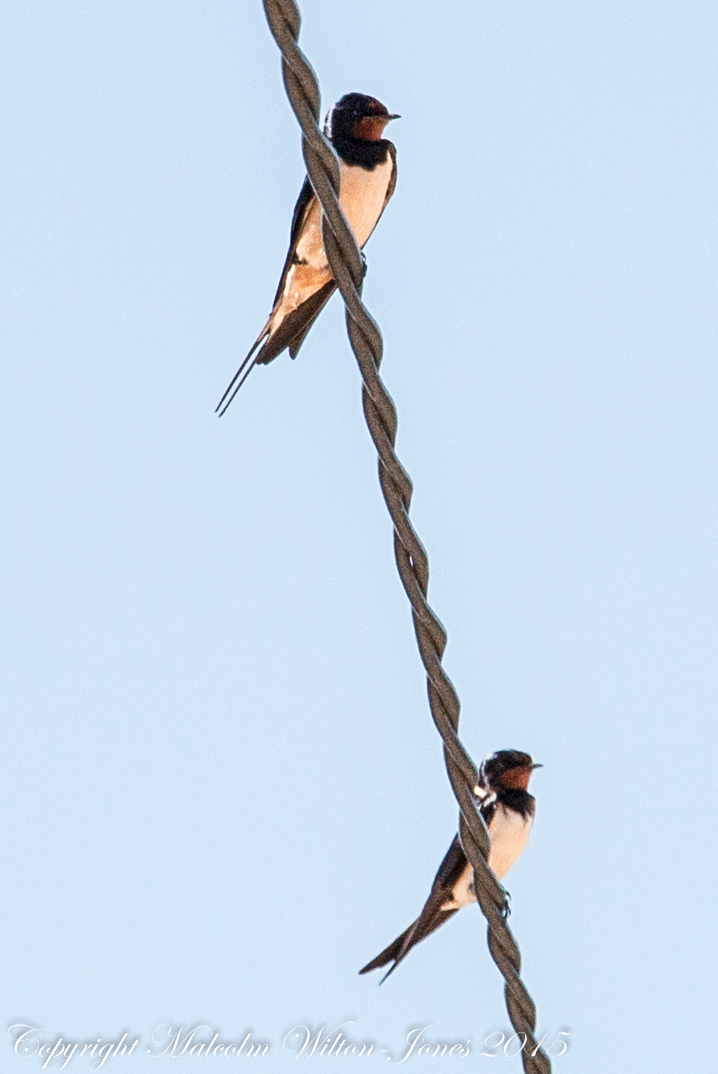 Barn Swallow; Golondrina Común