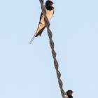 Barn Swallow; Golondrina Común