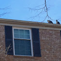 Turkey Vulture