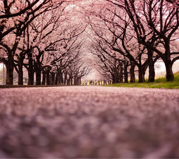 「寿命一年の桜」のメインビジュアル