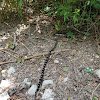 Eastern Grey Ratsnake