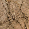 Two-tailed Spider