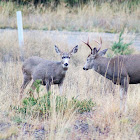 Black-tailed deer