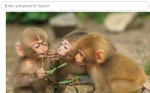 FavTab's Best Monkeys