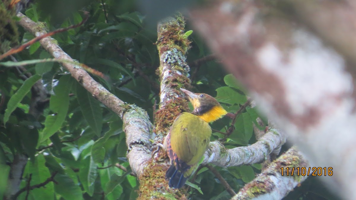 Greater Yellownape Woodpecker (female)